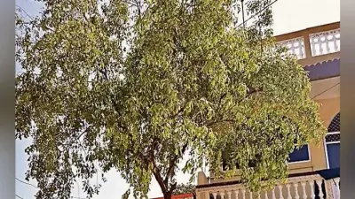 वैशाली के पकौली में बिटिया की शादी में लगाते हैं चंदन का पौधा