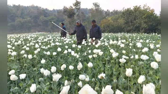 रजरप्पा : तीन एकड़ में लगी अफीम की फसल को पुलिस ने किया नष्ट, तस्करों में हड़कंप