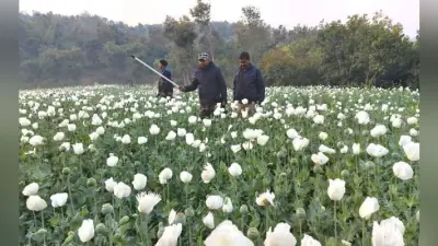 रजरप्पा : तीन एकड़ में लगी अफीम की फसल को पुलिस ने किया नष्ट, तस्करों में हड़कंप