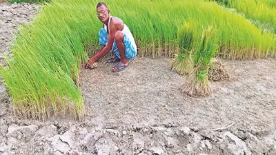 बक्सर के कई प्रखंड सूखाग्रस्त, बारिश के इंतजार कर रहे मायूस किसानों ने कहा- अच्छी पैदावार की उम्मीद नहीं
