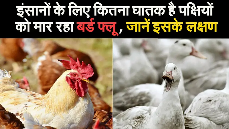 इंसानों के लिए कितना घातक है पक्षियों को मार रहा बर्ड फ्लू, जानें इसके लक्षण