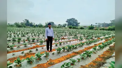 Special Story: पिता के निधन के बाद भी नहीं हारी हिम्मत, मेहनत कर सफल किसान बने बैजनाथ