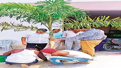 नरकटियागंज में फॉरेन सा एहसास, फॉक्सटेल पाम ट्री की खूबसूरती के रंग में रंगेगा शहर का हर कोना