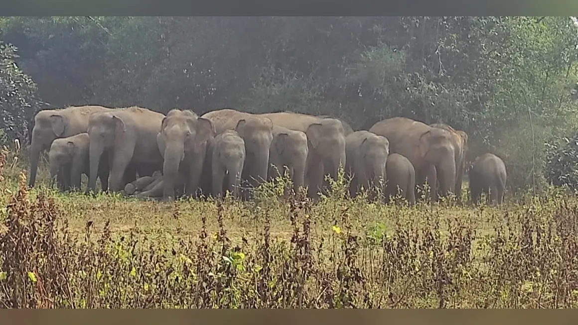 गिरिडीह : 32 हाथियों का झुंड दो गुट में बंटा, तीसरा झुंड बगोदर में मचा रहा है उत्पात