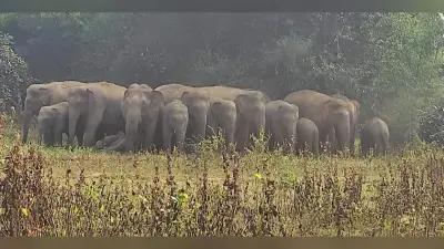 गिरिडीह : 32 हाथियों का झुंड दो गुट में बंटा, तीसरा झुंड बगोदर में मचा रहा है उत्पात