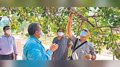 पूरी तरह स्वस्थ है पवित्र बोधिवृक्ष, एफआरआइ देहरादून के पौधा वैज्ञानिकों ने की जांच, दवाओं का छिड़काव
