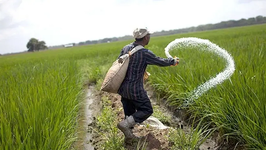 बिस्कोमान में यूरिया का स्टॉक खत्म, दुकानों का चक्कर लगा रहे किसान