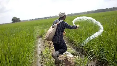 बिस्कोमान में यूरिया का स्टॉक खत्म, गेहूं के पटवन के बाद यूरिया खाद के लिए भटक रहे किसान, बाजार में कालाबाजारी