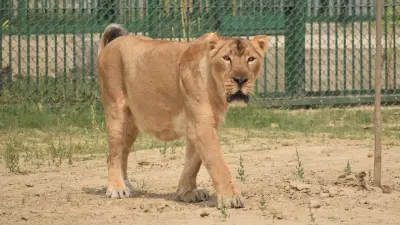गोरखपुर: चिड़ियाघर की शेरनी मरियम 19 की उम्र भी है स्वस्थ, उसके भाई बहन पहले ही छोड़ चुके हैं साथ