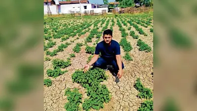 Bihar News: बिहार में हो रही 82 हजार रुपये किलो बिकने वाली सब्जी की खेती, विदेशों में भी डिमांड, जानिए इसके बारे में