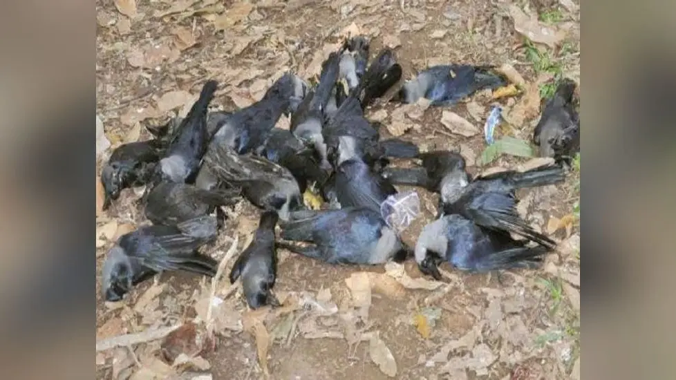 कोरोना के बीच एक और जानलेवा वायरस की दस्तक, खौफ में बिहार