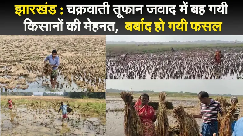 झारखंड : चक्रवाती तूफान “जवाद” में बह गयी किसानों की मेहनत, बर्बाद हो गयी फसल