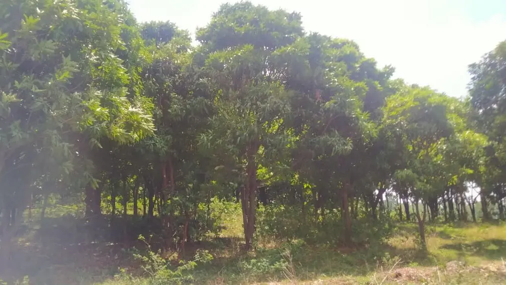 विश्व पर्यावरण दिवस:आम की एक-एक गुठली से रांची जिले के मैनेजर महतो ने 24 एकड़ में लगा दिया आम का बगान