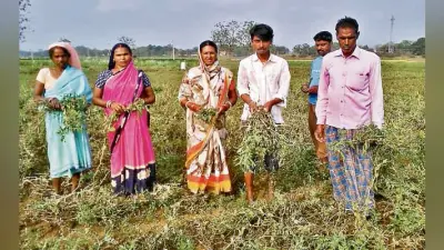 फसलों के नुकसान से किसानों के सपने टूटे, अब परिवार को भविष्य व कर्ज चुकाने की चिंता
