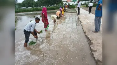 UP News : राजभवन में लहलहाएगा कालानमक, आधा एकड़ रकबे में हुई रोपाई, गोरखपुर में तैयार हुई किरन की नर्सरी
