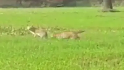 गोपालगंज में दो सियार ने दौड़ा-दौड़ाकर 24 से ज्यादा लोगों को काटा, फिर ग्रामीणों ने पीट-पीटकर मार डाला