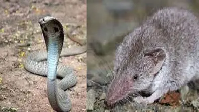 Saanp Bhagane ke Upay: बरसात में कहीं आपके घर में घुस न जाए सांप-छछूंदर, बिना मारे Snake भगाने के जानें उपाय