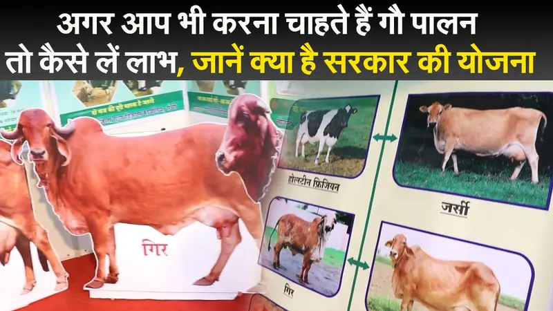 अगर आप भी करना चाहते हैं गौ पालन तो कैसे लें लाभ, जानें क्या है सरकार की योजना