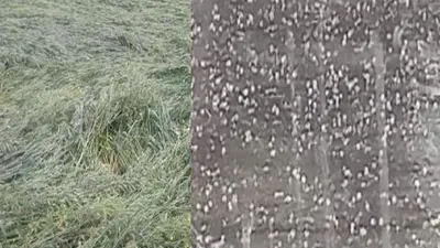 UP Weather: गोरखपुर में तेज हवाओं के साथ हुई बारिश से गेंहू की फसल गिरी, फसलें देखकर किसान चिंतित