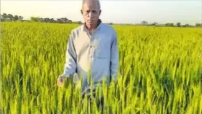 परंपरागत खेती छोड़ रहे किसान, खेतों में अब लहलहा रही है काले गेहूं की फसल, किसानों को अच्छी आमदनी उम्मीद
