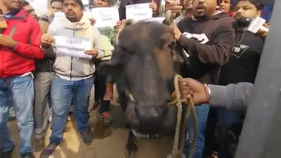 STET पास बेरोजगारों का पटना में अनोखा प्रदर्शन, भैंस लेकर पहुंचे राजद कार्यालय, देखें Video