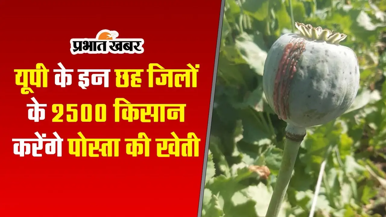 Afim Ki Kheti: भारत सरकार की नई नीति, यूपी के इन जिलों के 2500 किसान करेंगे पोस्ता की खेती