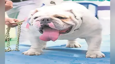 Dog News: वफादार साथी होने का सबूत दे गया ‘स्कॉट’, बुलडॉग की निकल गयी जान लेकिन मालिक के हाथों में सौंप गया चैंपियन का खिताब