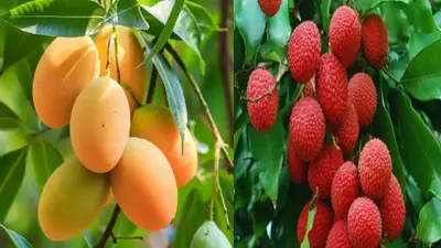 Agriculture News: आम और लीची पर पड़ा गर्मी का प्रकोप, किसान मायूस, लोगों की जेब पर पड़ेगा बुरा असर
