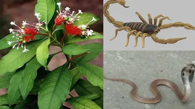 पटना के विश्वेश्वरैया भवन में फिर लगी भीषण आग, मौके पर मची अफरा-तफरी