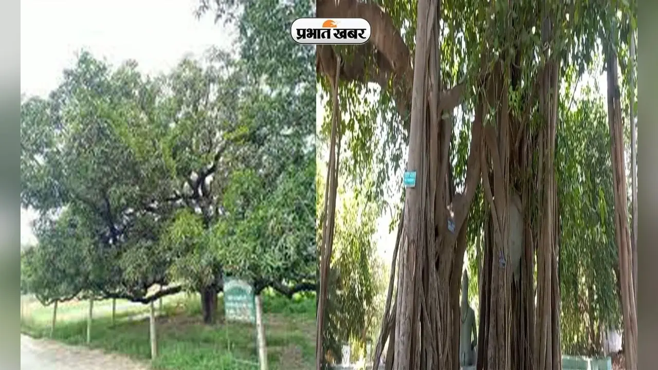 लखनऊ में 200 साल पुराना आम और बरगद का पेड़, ऊदा देवी ने इसी पेड़ पर चढ़कर 36 अंग्रेजों को उतारा था मौत के घाट
