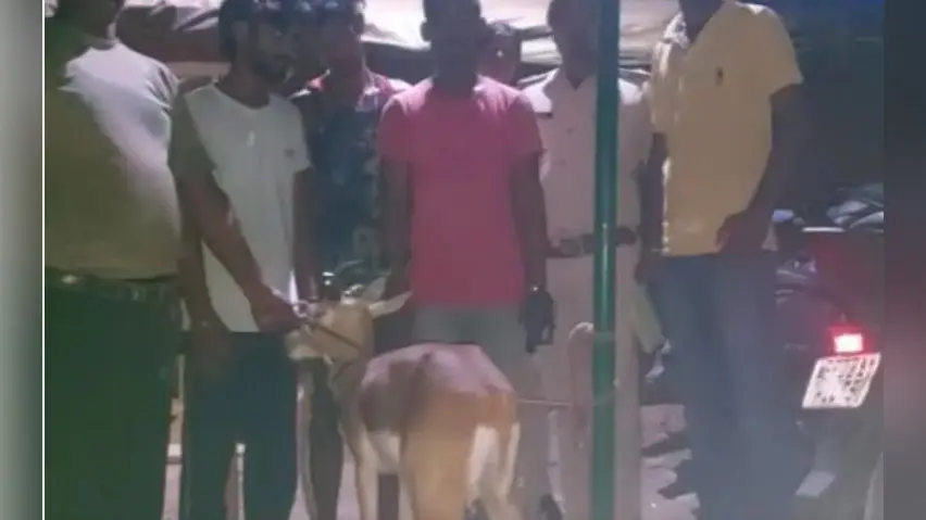 वीटीआर से बाहर आये हिरण पर कुत्तों ने किया हमला, लोगों ने घायल हिरण को किया वन विभाग के हवाले