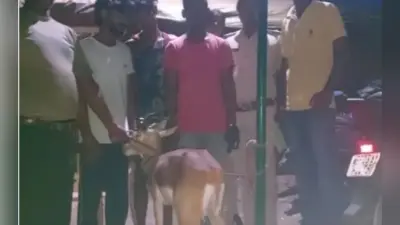 वीटीआर से बाहर आये हिरण पर कुत्तों ने किया हमला, लोगों ने घायल हिरण को किया वन विभाग के हवाले