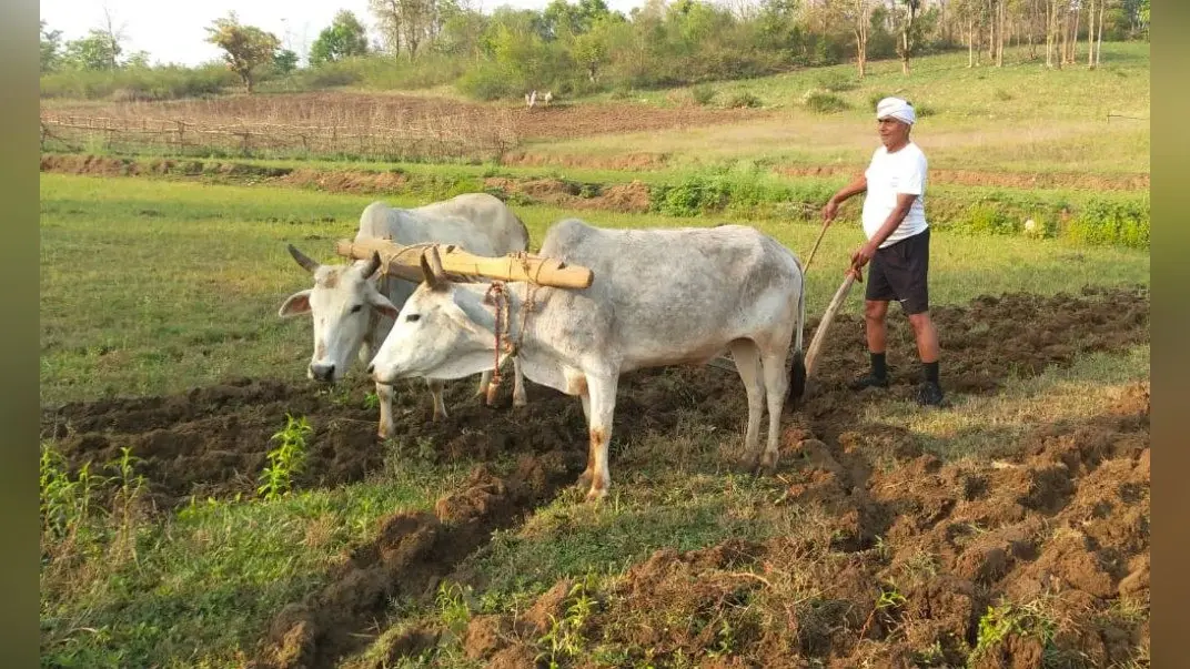 झारखंड में लॉकडाउन के बीच हल-बैल लेकर खेत में उतरे बरही विधायक उमाशंकर अकेला
