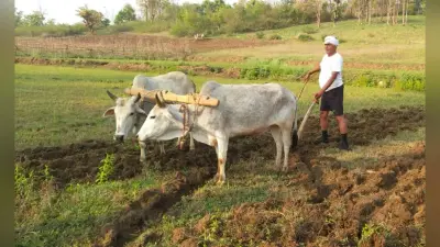 झारखंड में लॉकडाउन के बीच हल-बैल लेकर खेत में उतरे बरही विधायक उमाशंकर अकेला