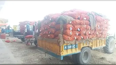 पूर्वांचल क्षेत्र में नहीं हो रही आलू की खरीद, बड़े किसान भंडारण का चुन रहे विकल्प,किसानों को भविष्य की उम्मीद