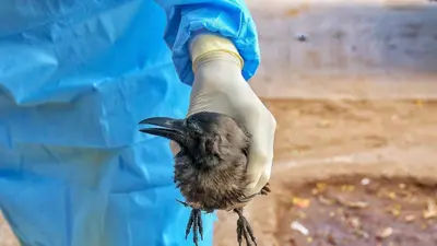 Bird Flu News: देश में बर्ड फ्लू से बढ़ी टेंशन, इन उपायों को अपनाकर करें जानलेवा H5N1 वायरस से बचाव