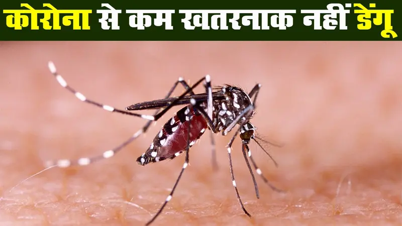 राष्ट्रीय डेंगू दिवस : कोरोना वायरस से कम खतरनाक नहीं है डेंगू, क्या हैं बचने के उपाय?