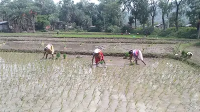 बिहार में बारिश के पैटर्न पर बड़ा बदलाव, मिथिलांचल की खेतों में बिचड़ा से लेकर रोपनी तक प्रभावित