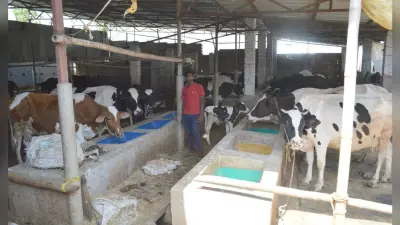 Coronavirus Lockdown: हजारीबाग के डेयरी उद्योग को हर दिन हो रहा 12 लाख का नुकसान
