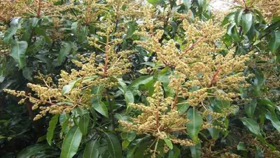 Agriculture News: इस बार गर्मी में महंगी मिलेगी आम, खराब हो रही है पूरी फसल, जानें कैसे होगा बचाव