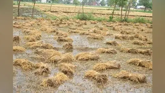 UP: कानपुर देहात में आंधी बारिश से खेतों में बिछी गेहूं की पकी फसल, किसान हुए परेशान, IMD ने जारी किया अलर्ट
