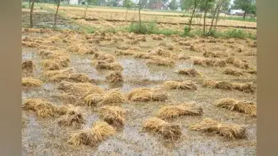 UP: कानपुर देहात में आंधी बारिश से खेतों में बिछी गेहूं की पकी फसल, किसान हुए परेशान, IMD ने जारी किया अलर्ट