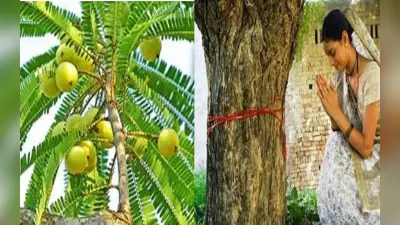 Amla Navami Upay 2022: अक्षय नवमी पर करें ये खास उपाय, मां लक्ष्मी की बनी रहेगी कृपा
