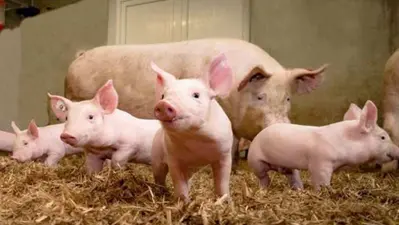 African Swine Fever: अफ्रीकन स्वाइन फीवर से रांची में 800 से अधिक सूकरों की मौत