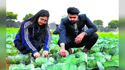 Career in Agriculture: एग्रीकल्चर सेक्टर में बनाना चाहते हैं अपना करियर, तो ऐसे करें तैयारी