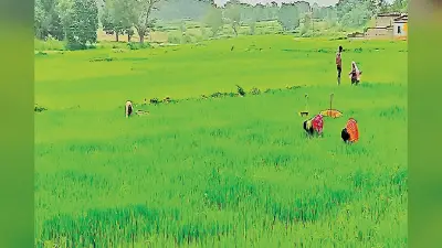 गुमला में ज्वार, बाजरा, सूर्यमुखी व अरंडी की खेती पर संकट