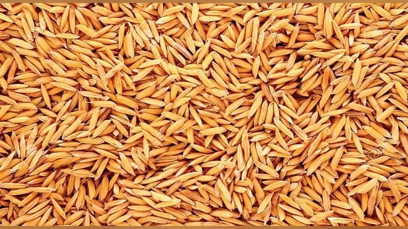 साहिबगंज जिले में आज से शुरू होगी धान की खरीद, धान का 2183 रुपये व ग्रेड धान का 2203 न्यूनतम समर्थन मूल्य तय