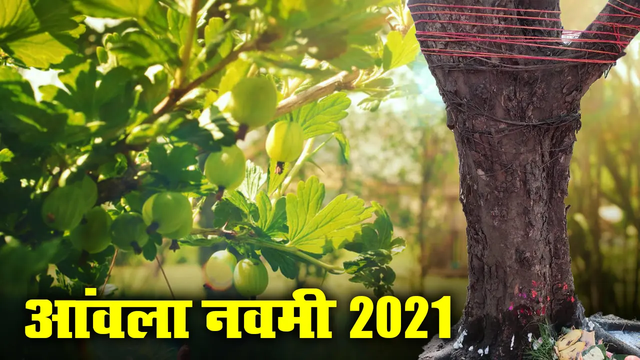Amla Navmi की पूजा से मिलेगा ‘अक्षय’ फल का वरदान, जानिए कब और कैसे करें पूजा, क्या है मान्यताएं