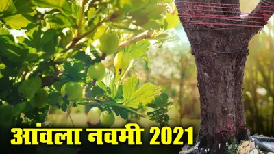 Amla Navmi की पूजा से मिलेगा ‘अक्षय’ फल का वरदान, जानिए कब और कैसे करें पूजा, क्या है मान्यताएं