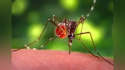 10 से 20 अगस्त तक चलेगा फाइलेरियारोधी अभियान